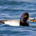 Lesser Scaup